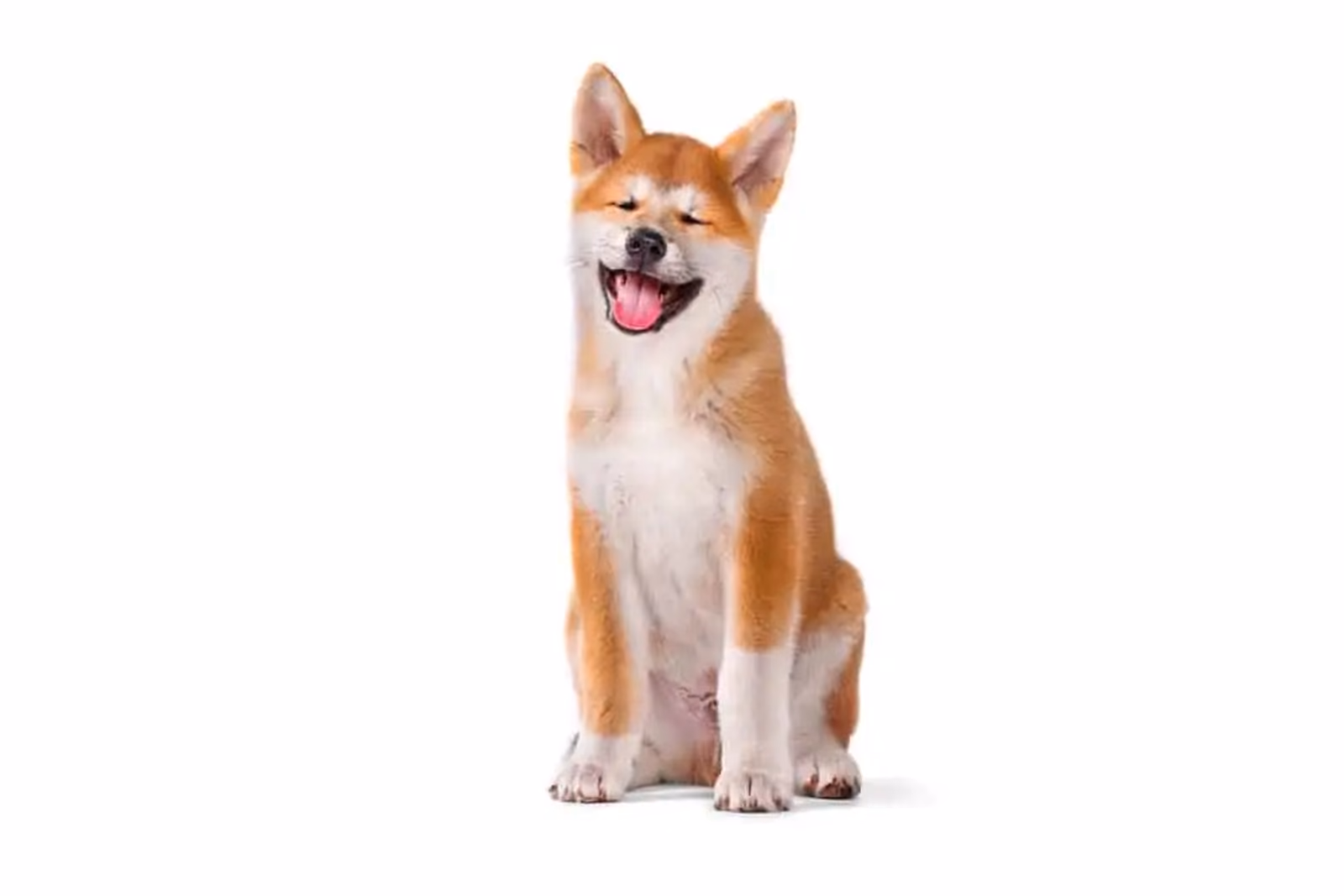 Akita