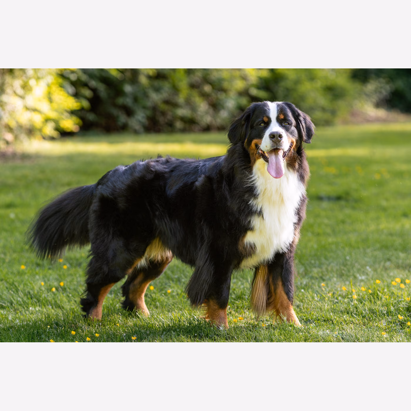 Bernese Dağ Köpeği