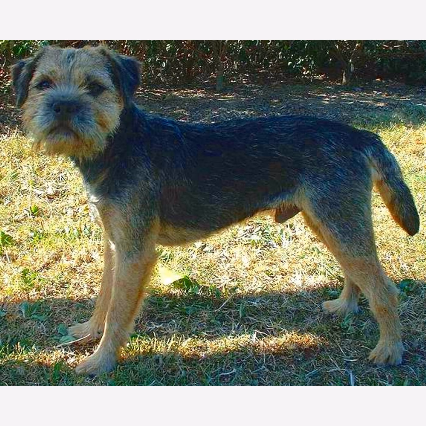 Border Terrier