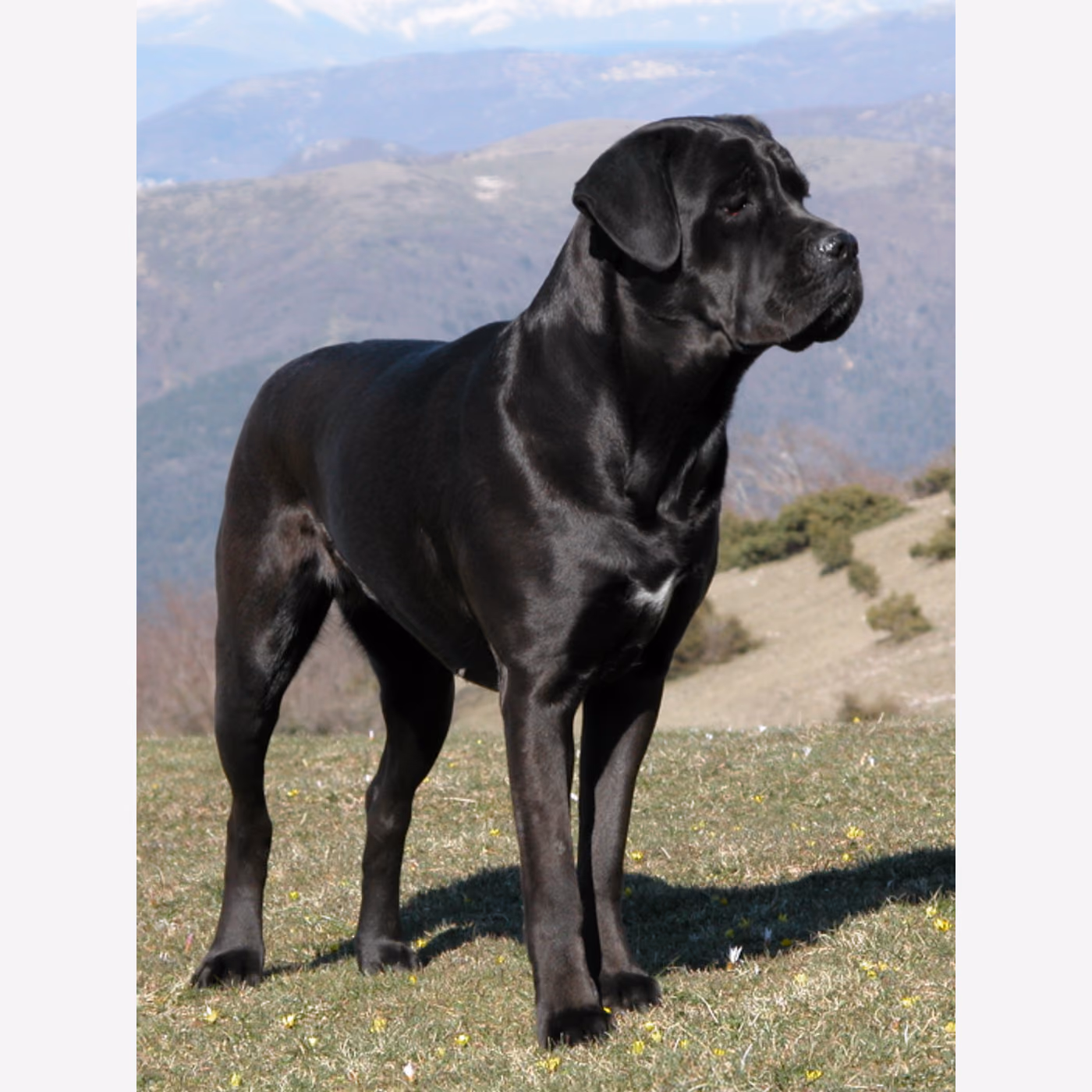 Cane Corso