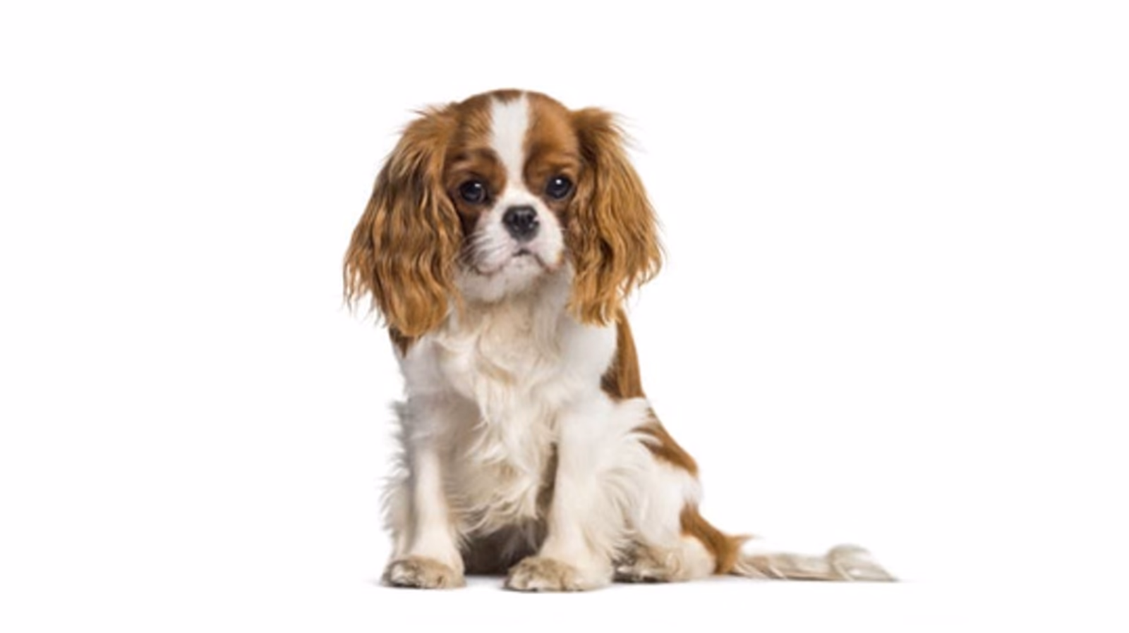 Cavalier