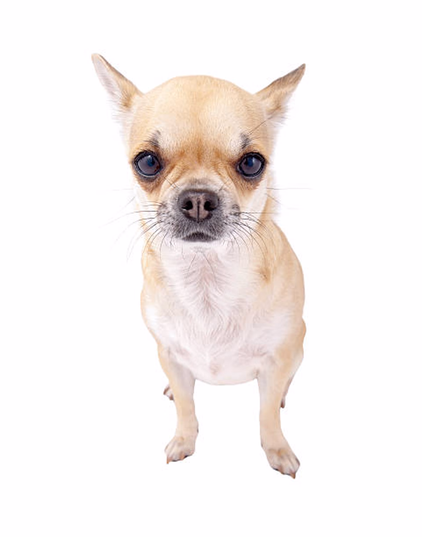 Chihuahua