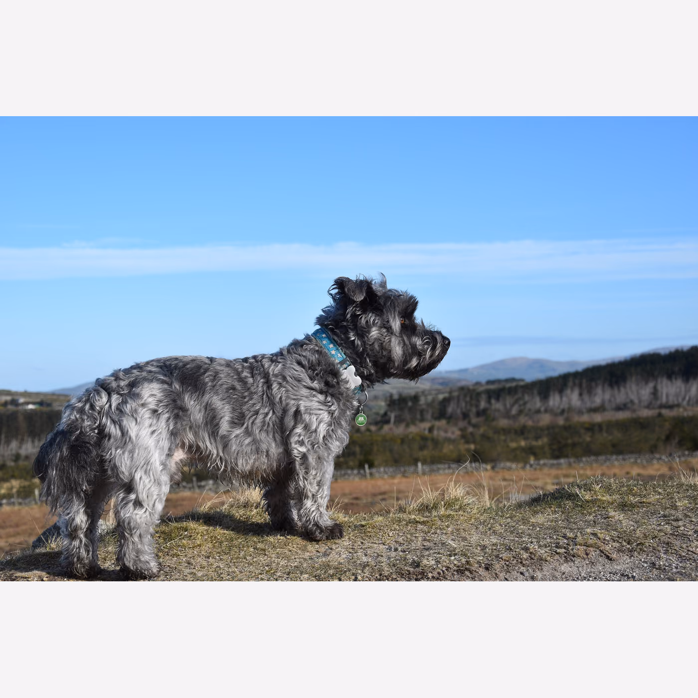 Glen of Imaal Terrier