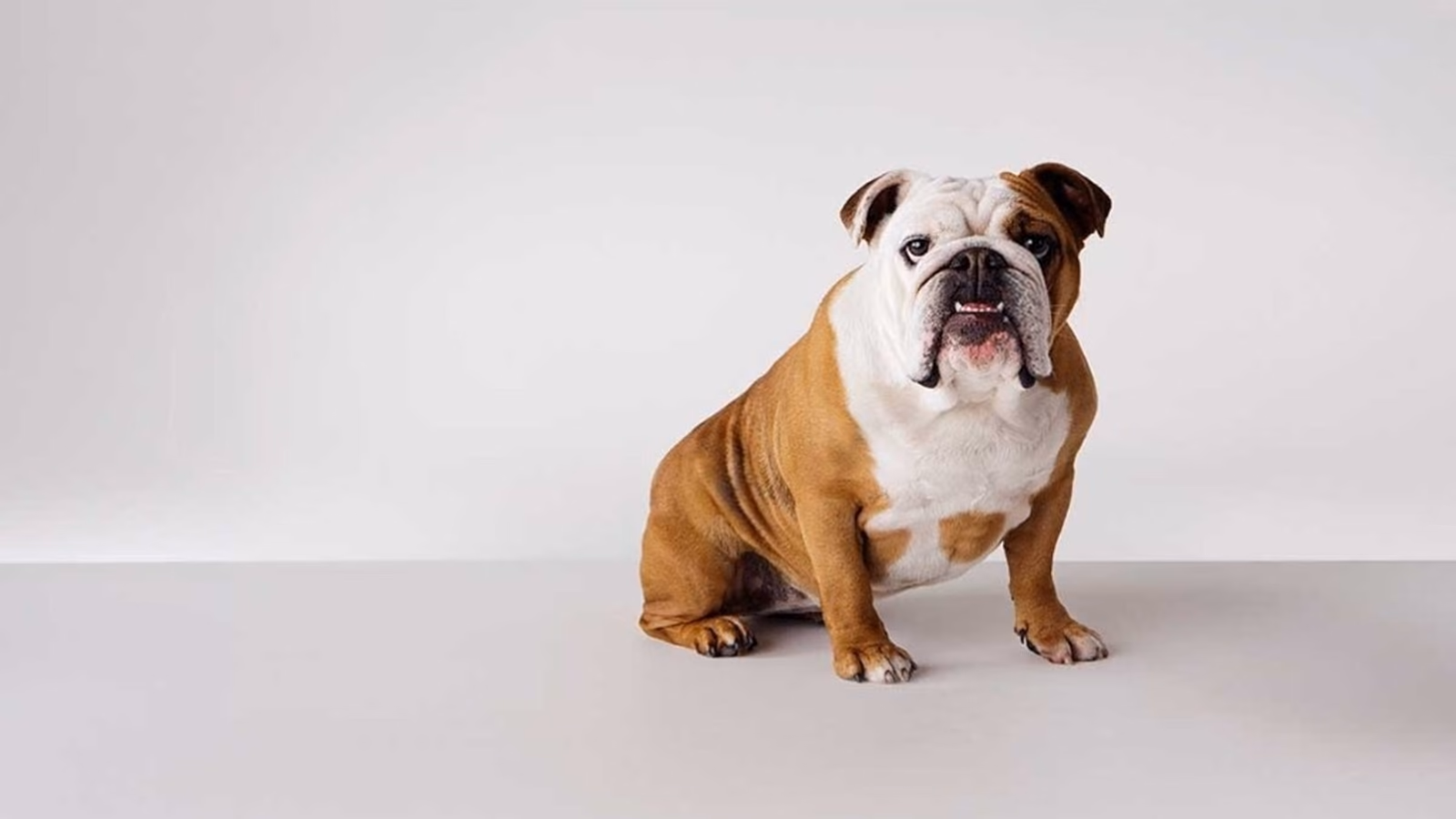 İngiliz Bulldog