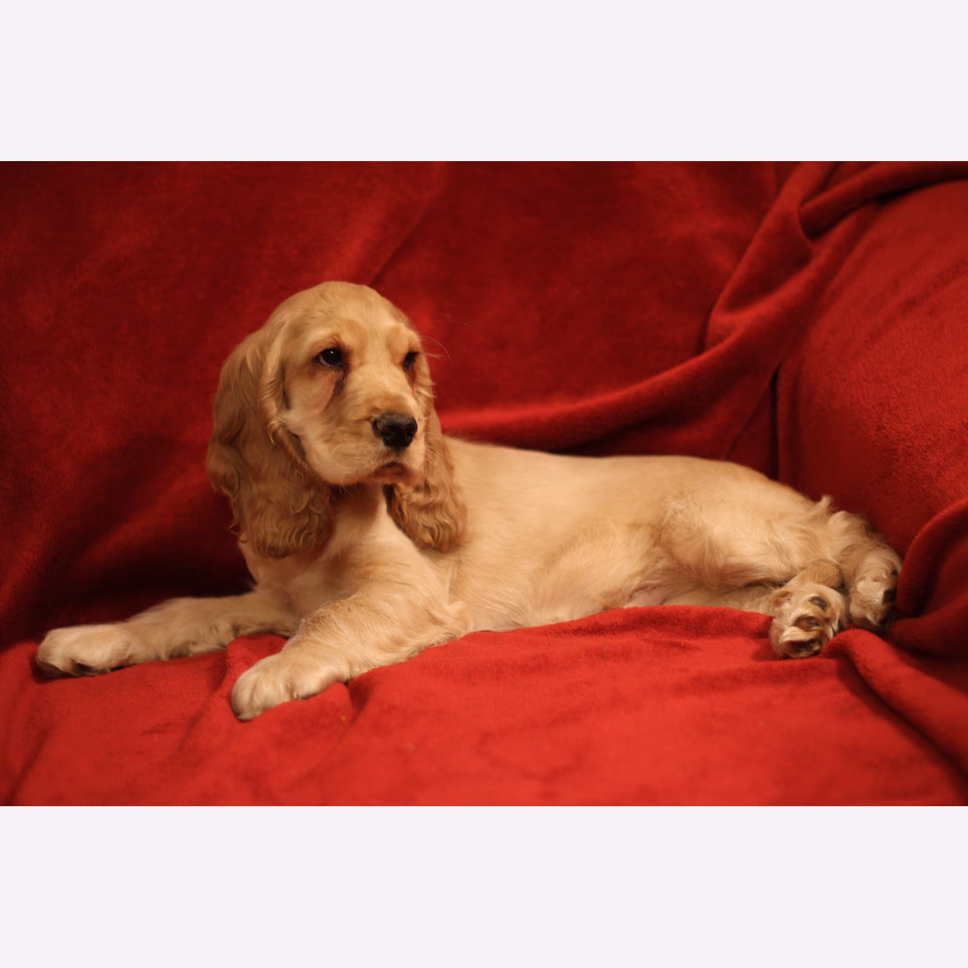 İngiliz Cocker Spaniel