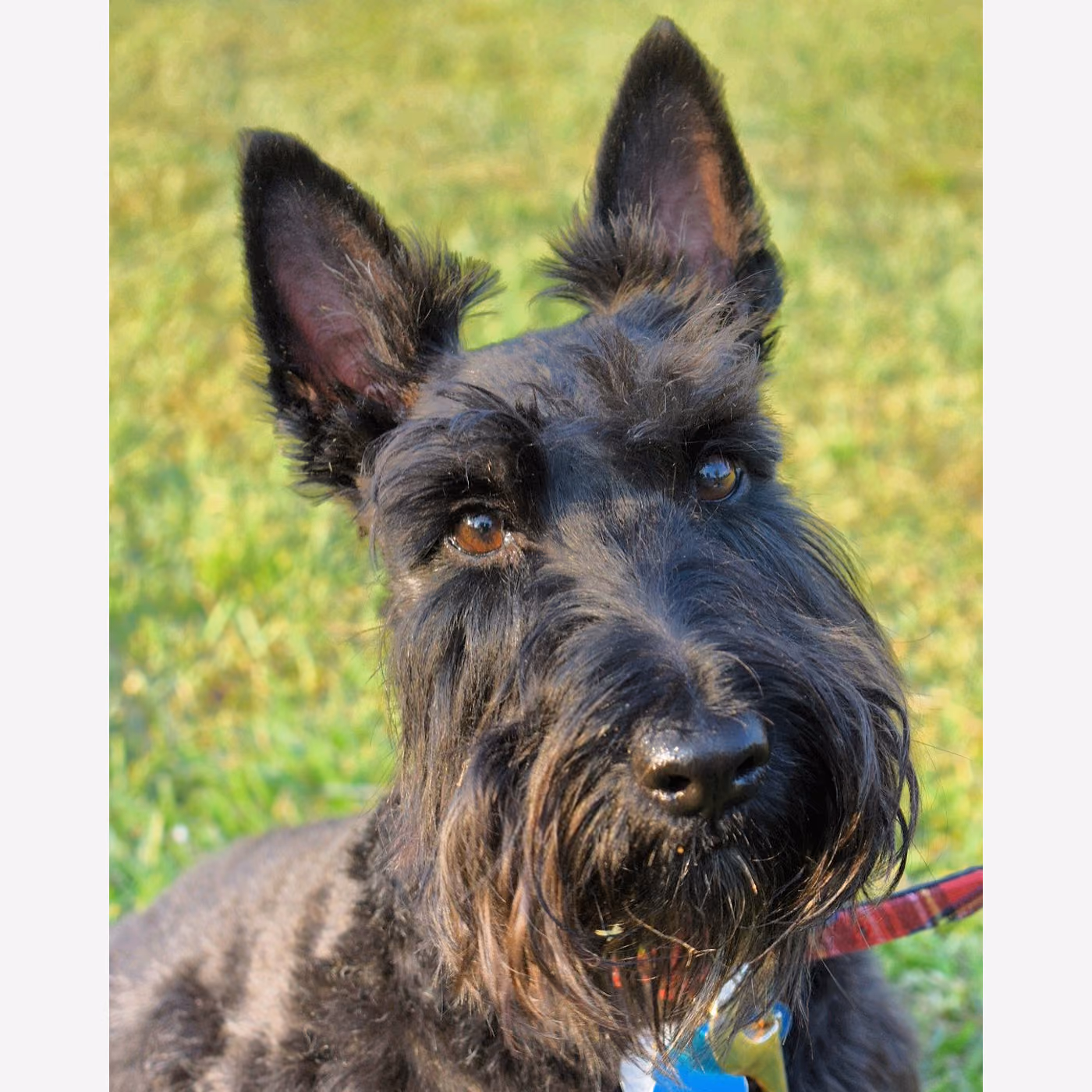 İskoç Terrier