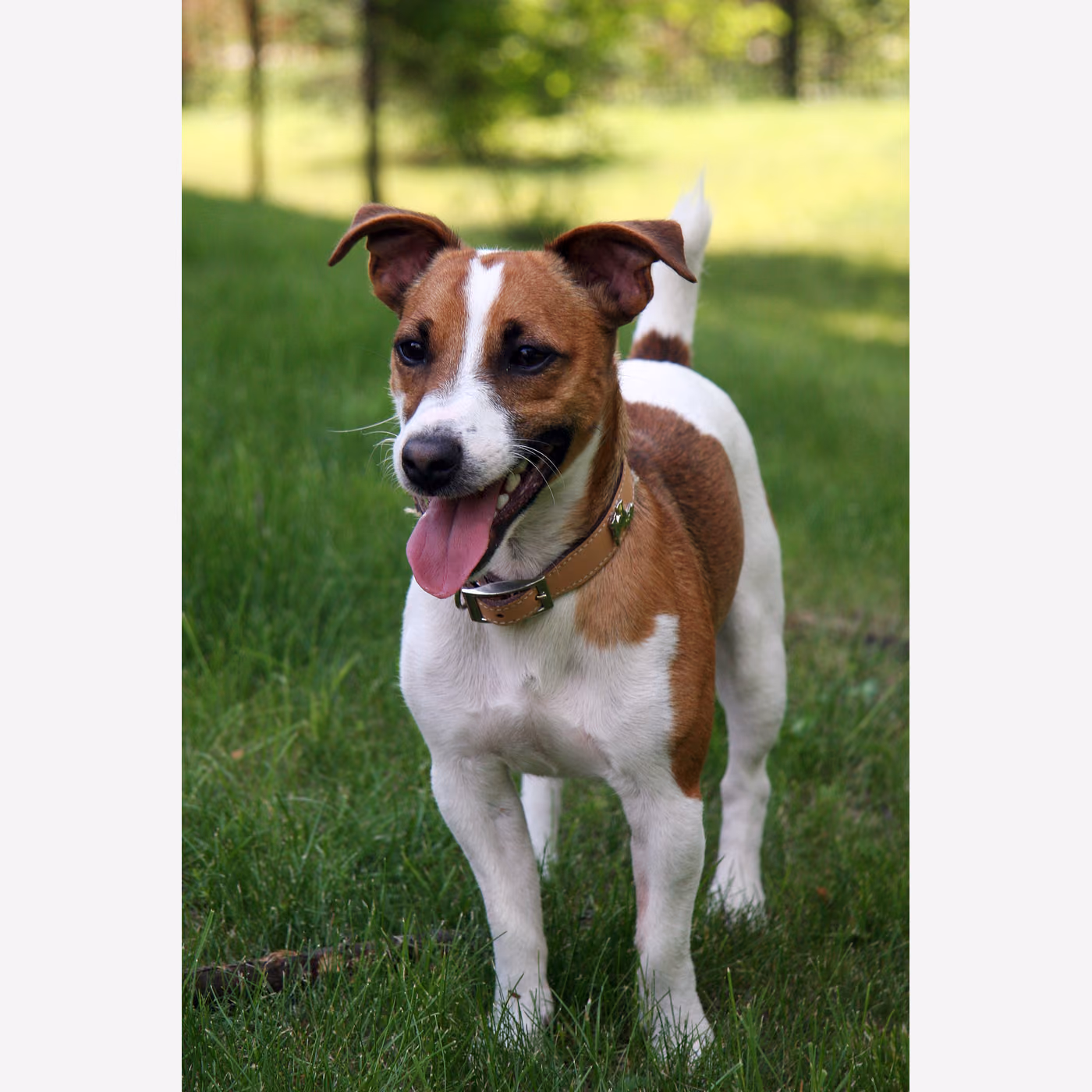 Jack Russell Terrier
