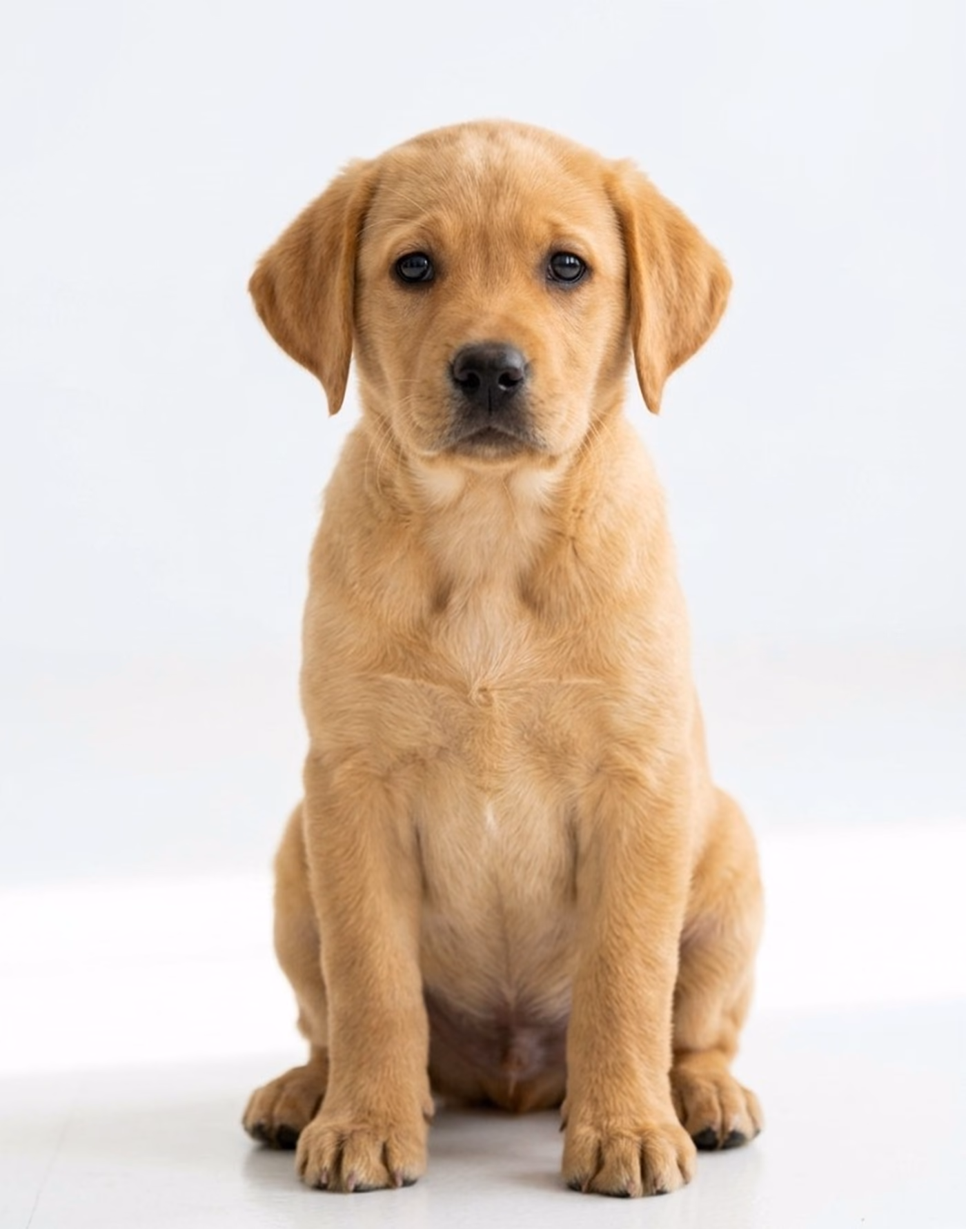 Labrador