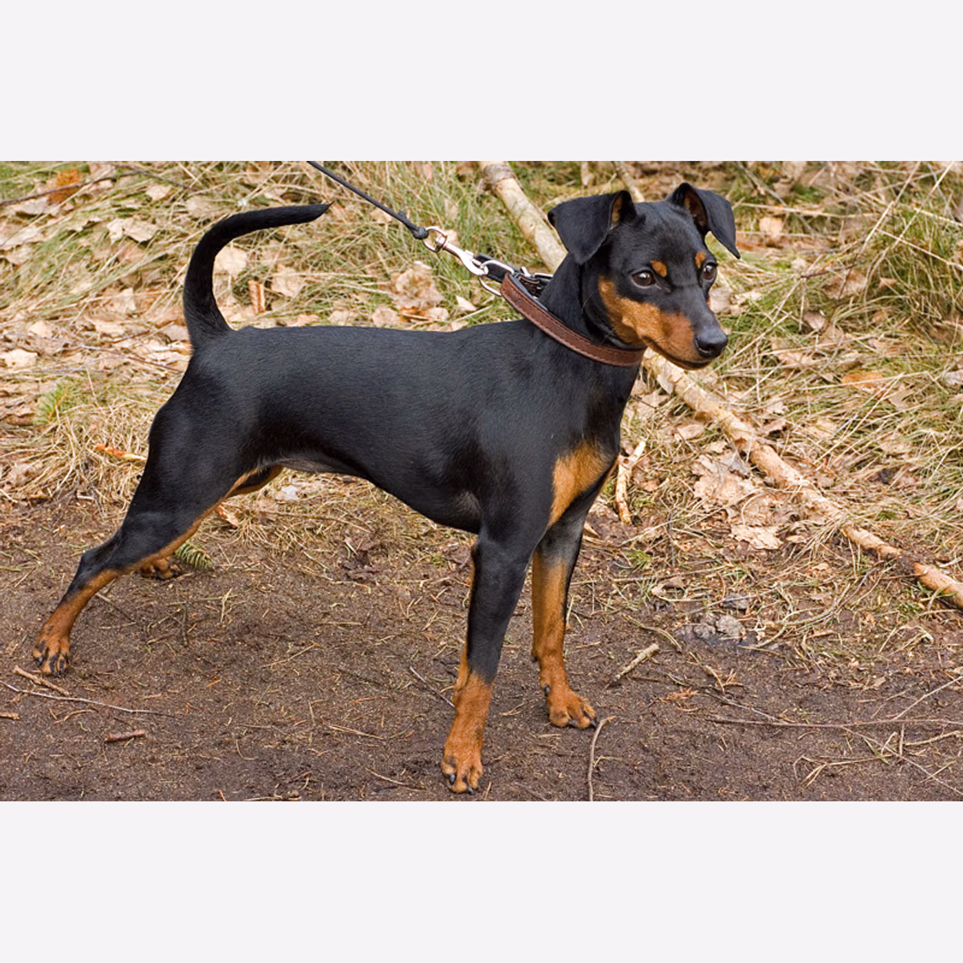 Minyatür Pinscher