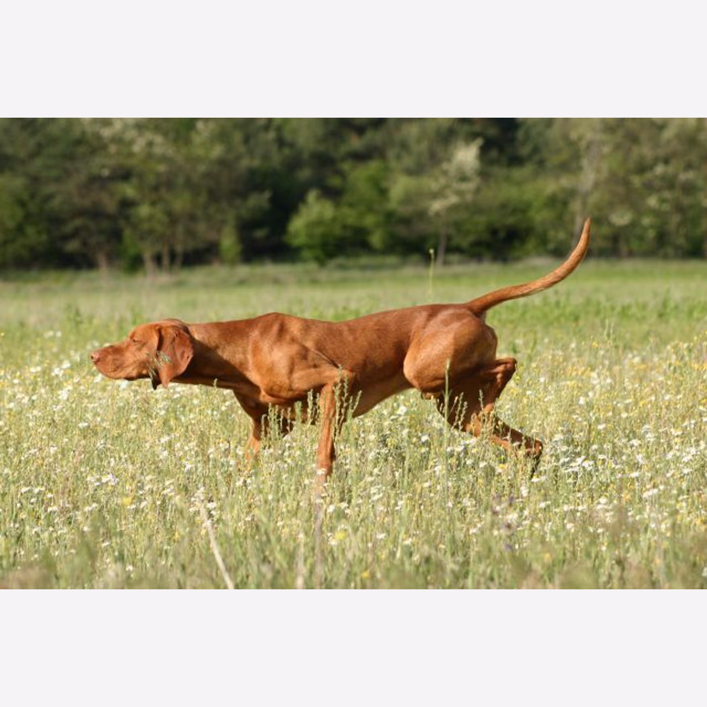 Pointer