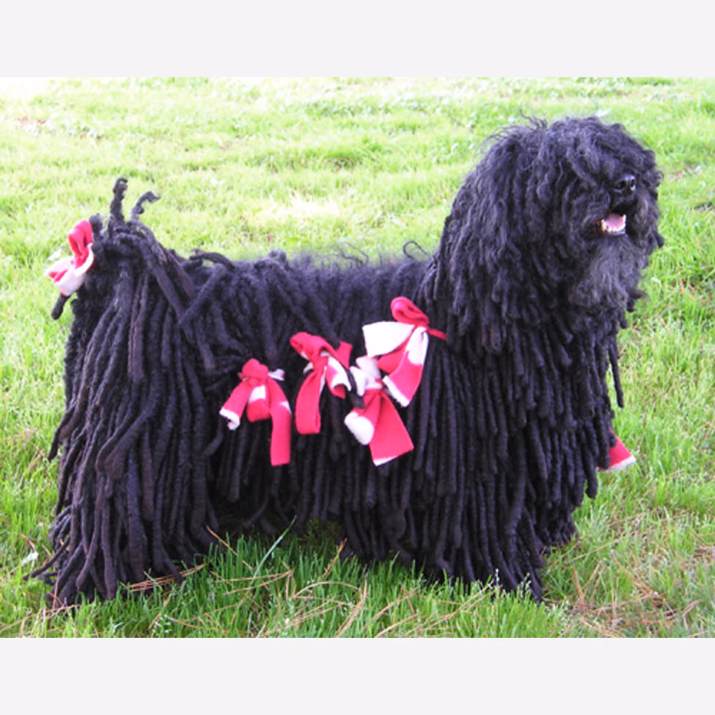 Puli