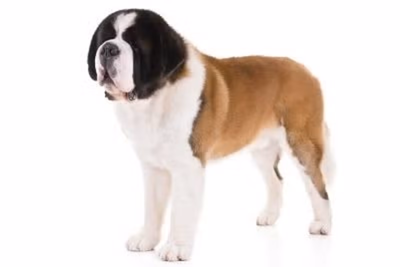 Saint Bernard