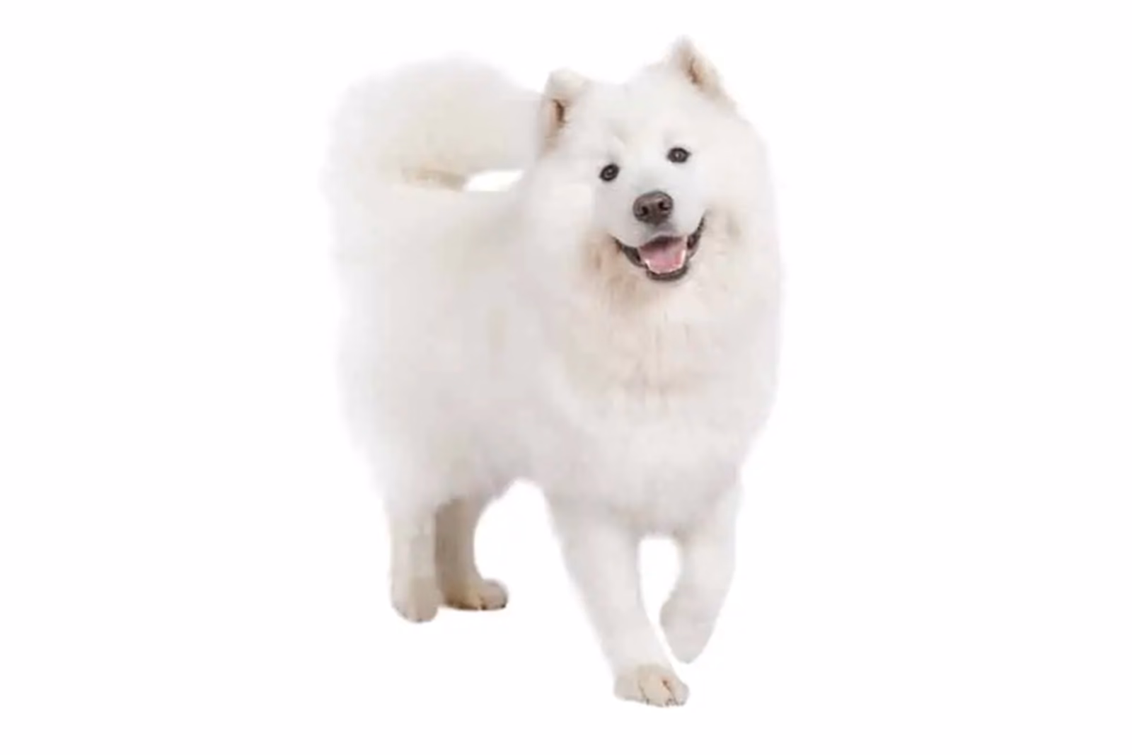 Samoyed