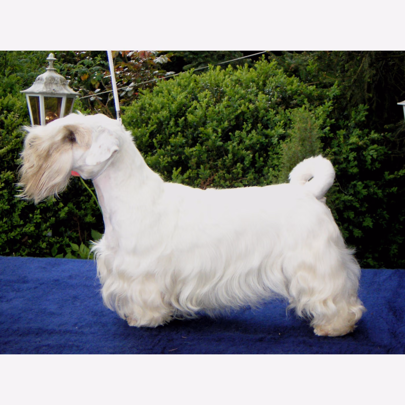 Sealyham Terrier