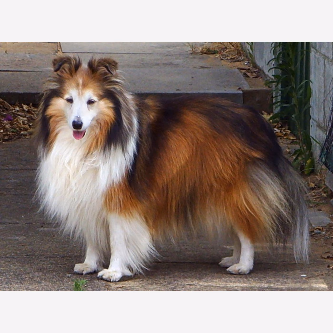 Shetland Çoban Köpeği