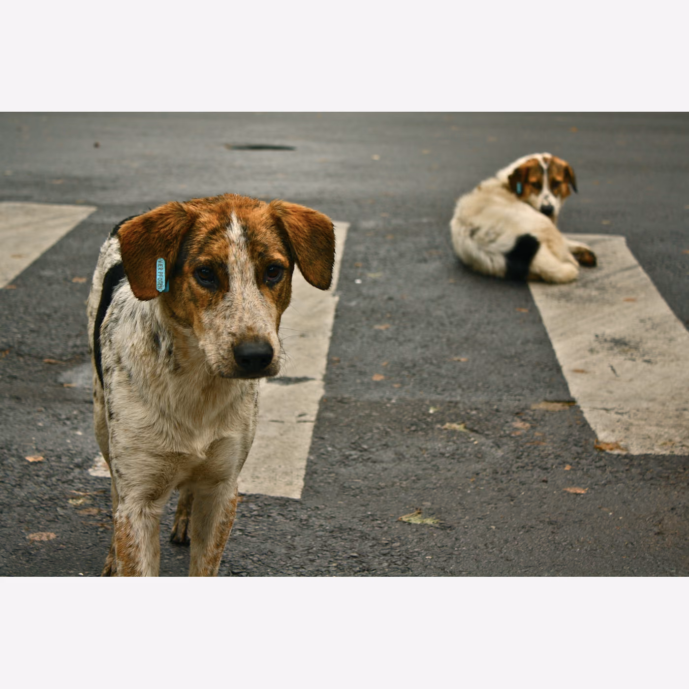 Sokak Köpeği
