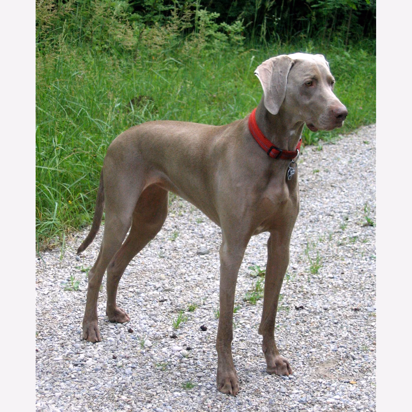 Weimaraner