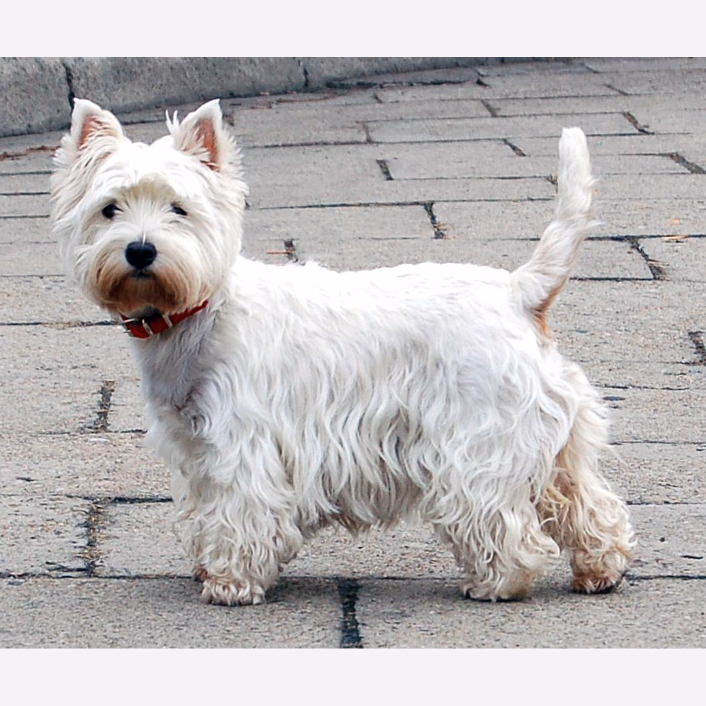 West Highland White Terrier